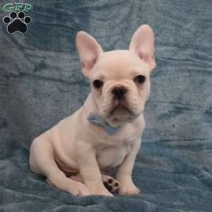 Pluto, French Bulldog Puppy